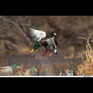 Meet your Posher, Calvin